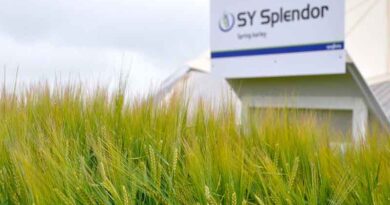 Spring barley SY Splendor being launched into feed market