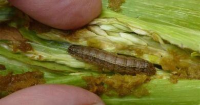 CABI-led study provides comprehensive review of devastating fall armyworm pest