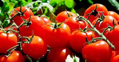 Tomato Hybrid Variety PAU-2372