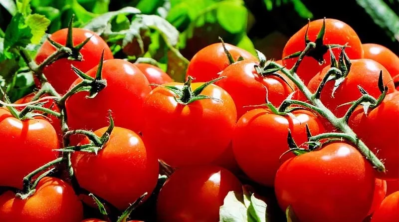High Yielding hybrid varieties of Tomato in India