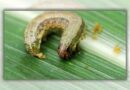 Gisborne grower wages a war against fall armyworm