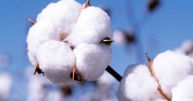 COTTON USA™ Celebrates U.S. Cotton's Value and Impact on World Cotton Day COTTON USA™ Celebrates U.S. Cotton’s Value and Impact on World Cotton Day