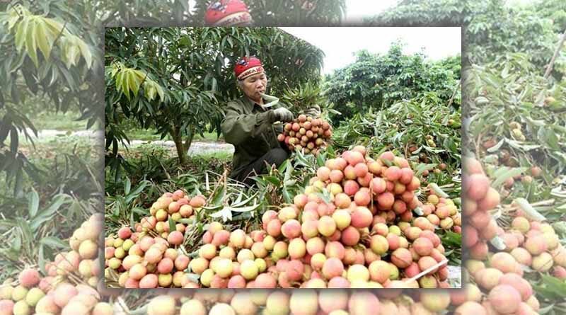 Agro-forestry and fishery exports in the first nine months increased