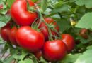 High yielding tomato hybrid varieties