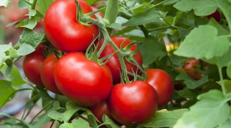 High yielding tomato hybrid varieties