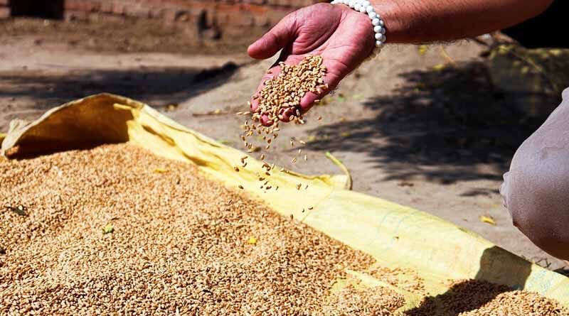 Madhya Pradesh government’s strategy to grow wheat production in state; recommended varieties
