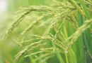 “Don’t Pass the Rice”: Borlaug Dialogue to discuss options for improving rice productivity in the face of climate change