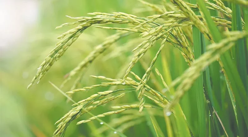 “Don’t Pass the Rice”: Borlaug Dialogue to discuss options for improving rice productivity in the face of climate change
