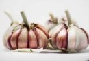 Farmers of Mandsaur forced to burn garlic fields, large garlic bulbs being imported from China