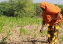 Agricultural aid: a game changer in tackling hunger crises