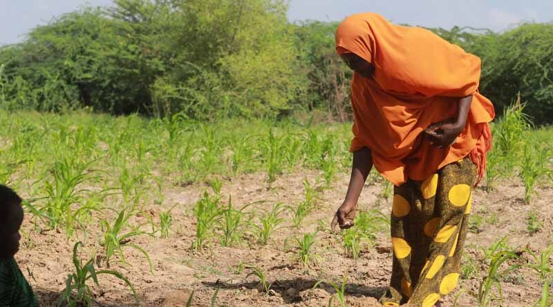Agricultural aid: a game changer in tackling hunger crises