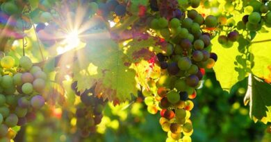 India to export higher volume of grapes to China this year