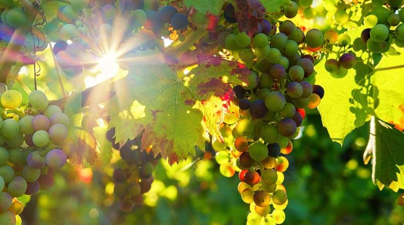 India to export higher volume of grapes to China this year