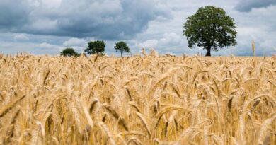 BNI - New Research Initiative in India to help reducing nitrogen in Wheat