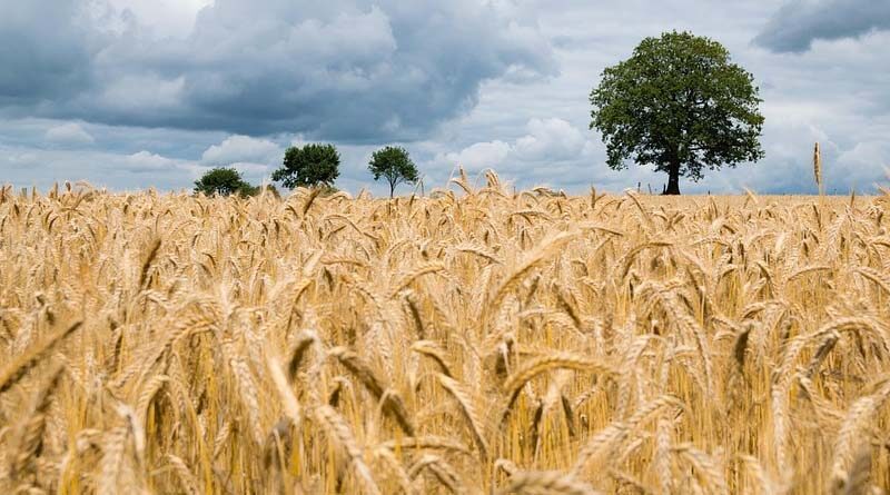 BNI - New Research Initiative in India to help reducing nitrogen in Wheat