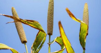 Breeders seek climate-resilient pearl millet with better food, fodder traits