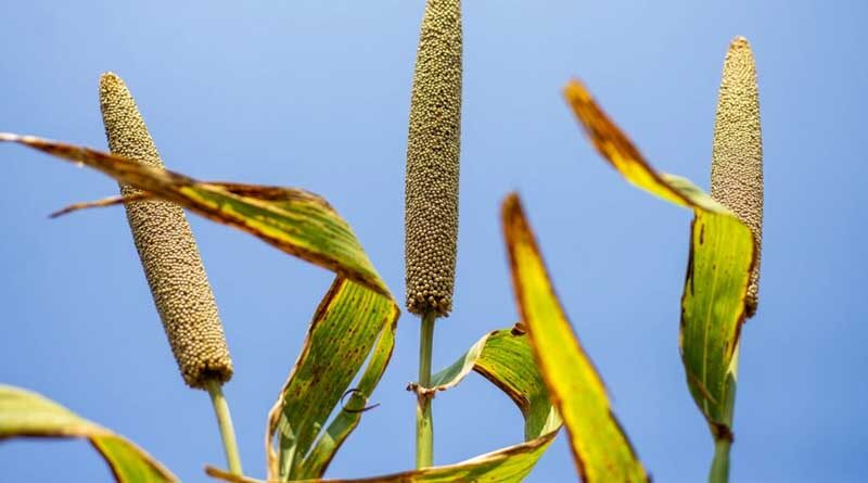 Breeders seek climate-resilient pearl millet with better food, fodder traits