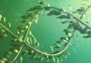 FAQ: Criteria for risk assessment of plants produced by targeted mutagenesis, cisgenesis and intragenesis