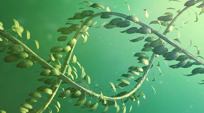 FAQ: Criteria for risk assessment of plants produced by targeted mutagenesis, cisgenesis and intragenesis