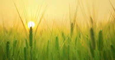 High yielding wheat variety DBW 296 (Karan Aishwarya) | Krishak Jagat