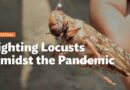 ADB Story highlights fight against desert locusts