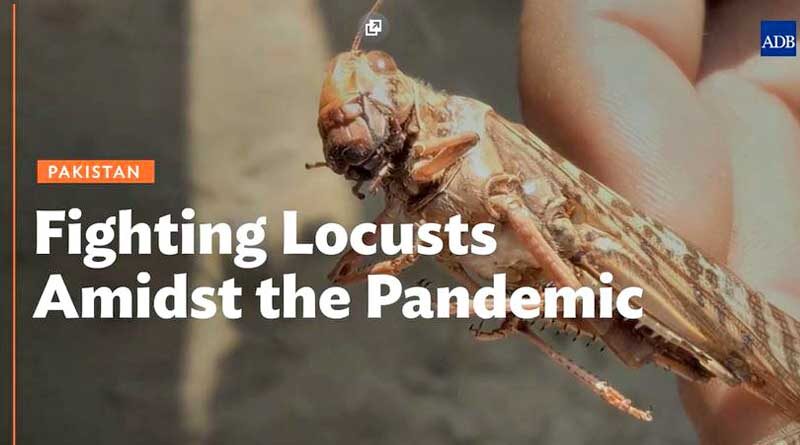ADB Story highlights fight against desert locusts