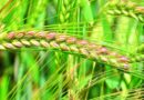 Biofortified high yielding wheat varieties for cultivation in India