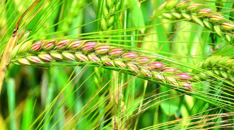 Newly released climate resilient wheat varieties for Rabi 2022