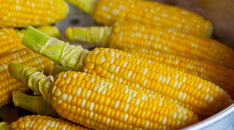 Kenya approves GMO crop cultivation after 10-year ban