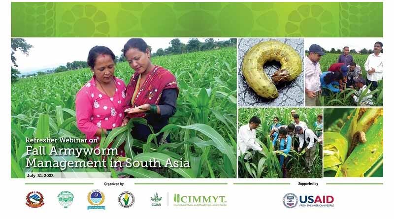 Refresher webinar on fall armyworm management in South Asia