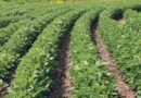 4 Things to Consider In Soybean Seed Selection