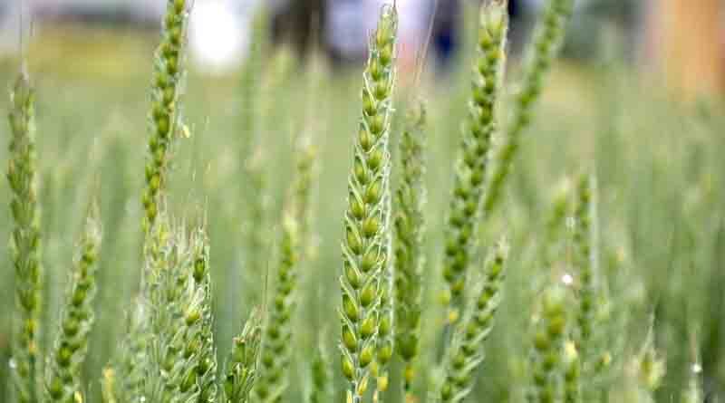 Hard wheat performs well for Scottish grower