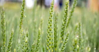 Newly released climate resilient wheat varieties for Rabi 2022