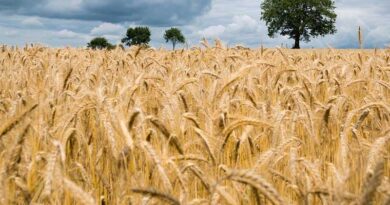 High yielding wheat variety DBW 222 Karan Narendra