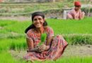 Smallholder Farmers Need Immediate, Actionable Solutions Now Says CGIAR Excellence in Agronomy Initiative (EiA) at COP 27