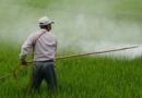 Delhi High Court stays Central Government’s order on Glyphosate