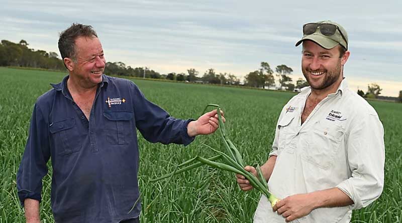 Great crops the reward for South Australian onion growers