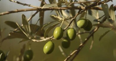 Olive: A Future as Rich as its Past