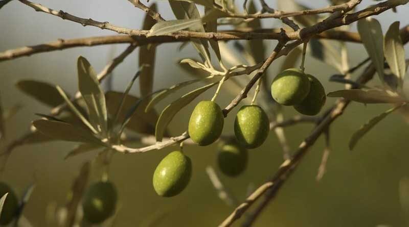 Olive: A Future as Rich as its Past
