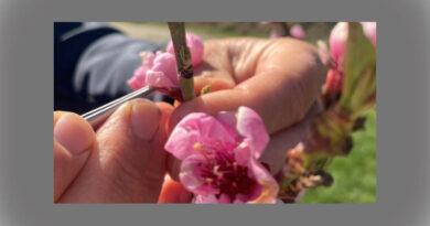 Ripe for the picking: Twenty years of research culminates in three new apricot varieties