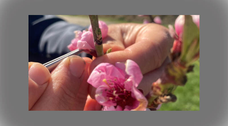 Ripe for the picking: Twenty years of research culminates in three new apricot varieties