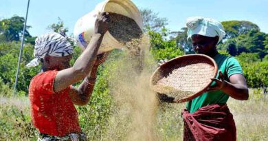 Seed systems in focus at FAO conference