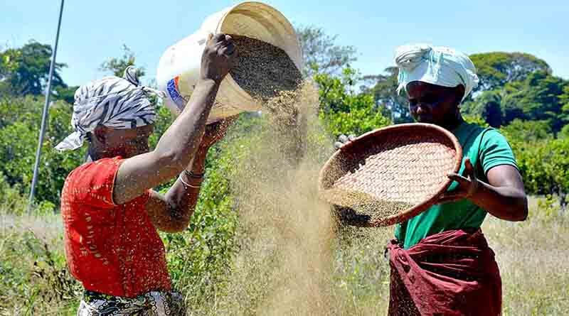 Seed systems in focus at FAO conference