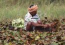 10 Lakh hectares in India under Natural Farming