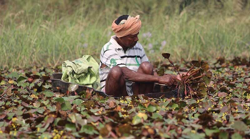 10 Lakh hectares in India under Natural Farming