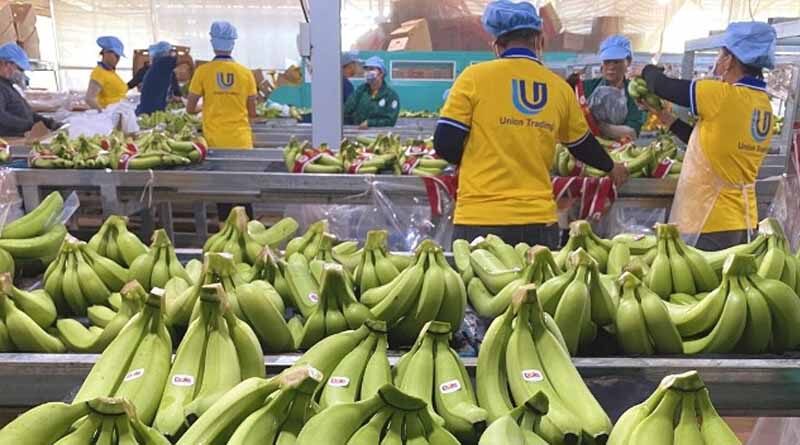 Minister Le Minh Hoan noted 5 important points in exporting bananas to China