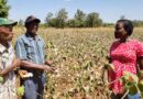 African farmers earned about US$282 million from GMOs in 2020 - New Study