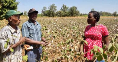 African farmers earned about US$282 million from GMOs in 2020 - New Study