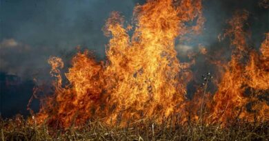 Punjab reports more than 33 thousand stubble burning cases in this season