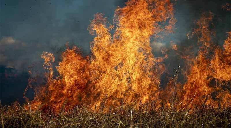 Punjab reports more than 33 thousand stubble burning cases in this season